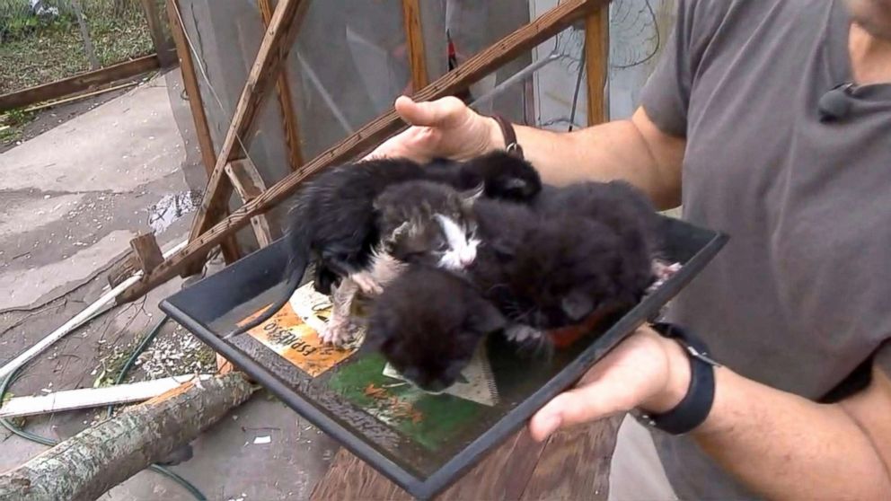 PHOTO: ABC News' Rob Marciano encountered stray kittens stranded in the storm zone following Hurricane Michael in Panama City, Florida.