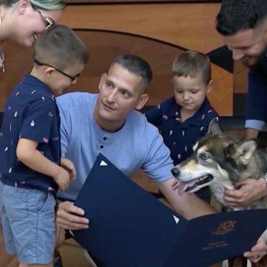 PHOTO: Bella the Husky is presented with a legislative honor for protecting the Tazzara family from a bear attack earlier this month in Torringtn, Connnecticut.