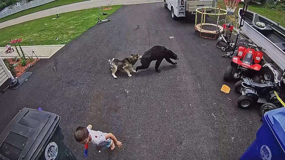 PHOTO: A husky protected a young boy being charged at by a bear in Connecticut.