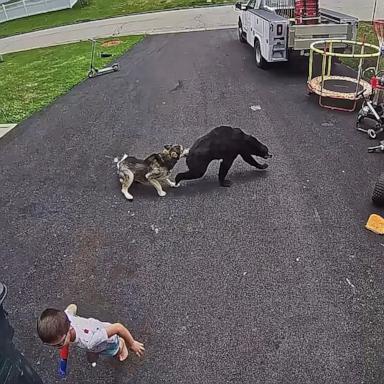 PHOTO: A husky protected a young boy being charged at by a bear in Connecticut.