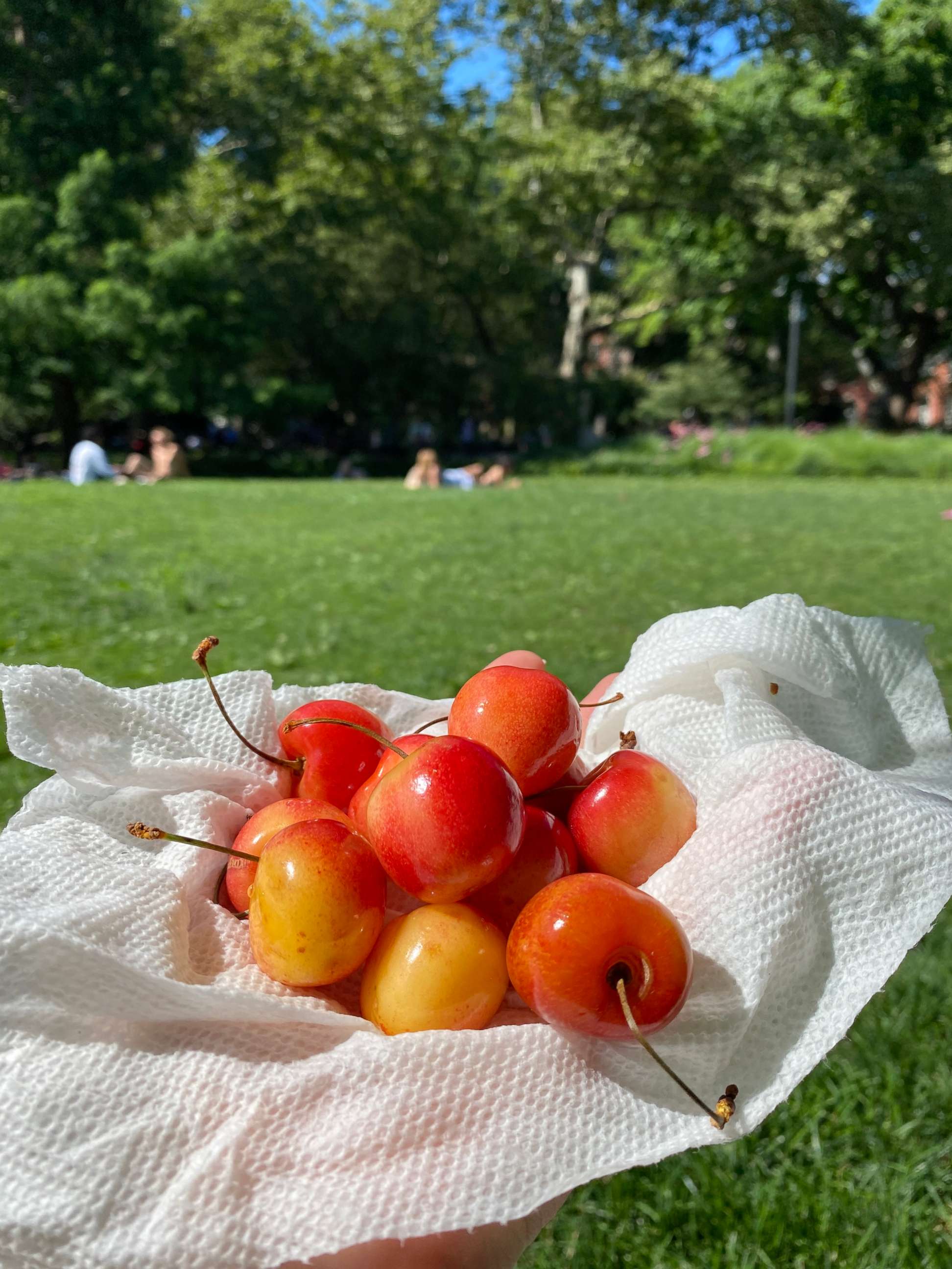 PHOTO: A handful of fresh cherries.