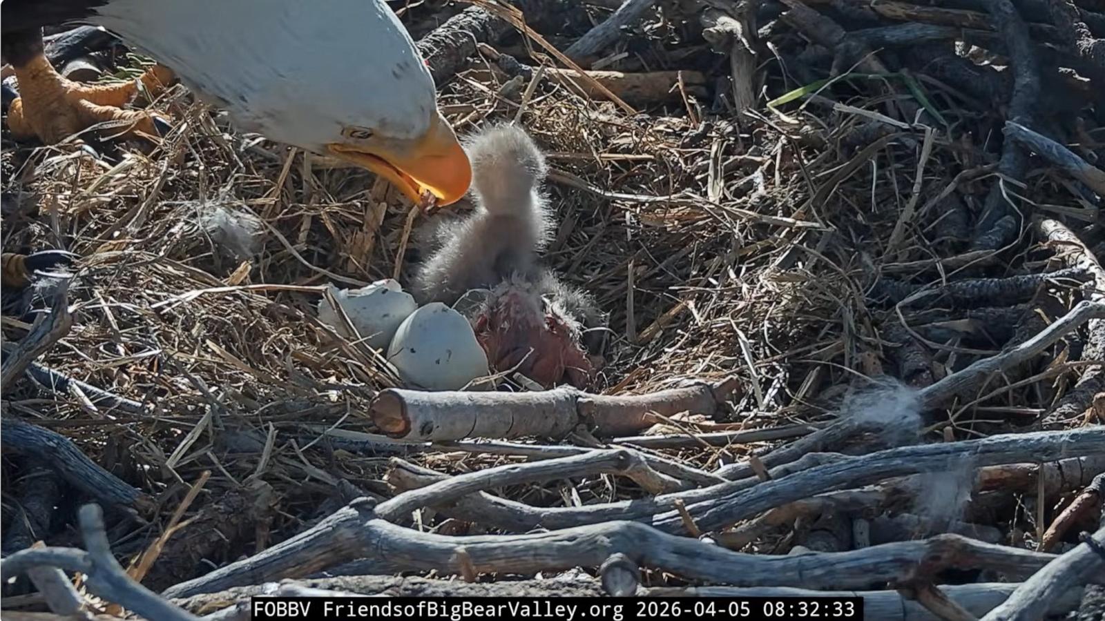 PHOTO: Viral bald eagles Jackie and Shadow are now parents of two eaglets after both eggs hatched over the weekend, according to Friends of Big Bear Valley, the nonprofit that operates 24/7 cameras and livestreams of the nest.