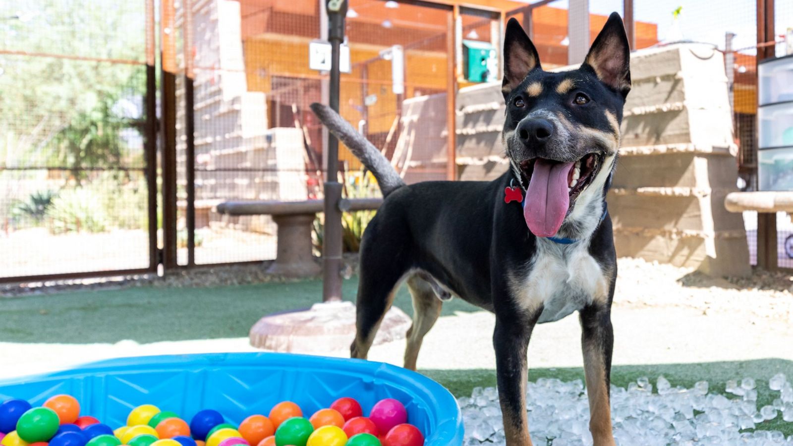 PHOTO: Sarge, a German Shepherd Pitbull mix, was finally adopted from Foothills Animal Rescue in Scottsdale, Arizona, after 628 days at the shelter.