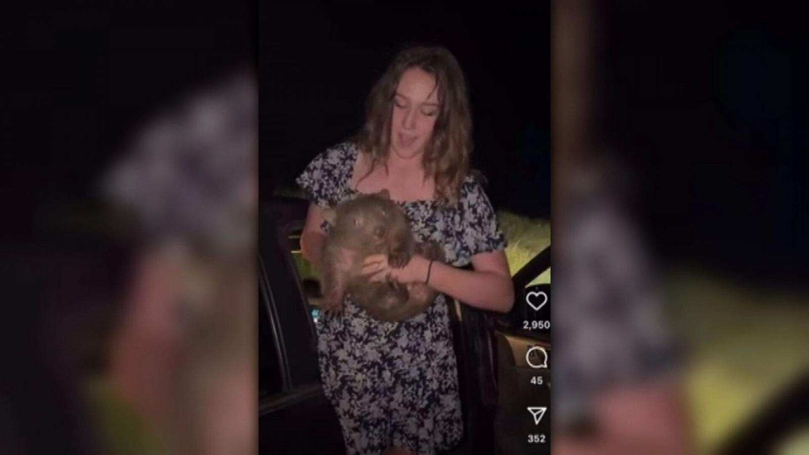 Influencer under fire for taking baby wombat from its mother