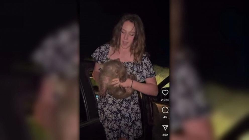 PHOTO: Sam Jones, a hunting influencer, shared a now-deleted video on Instagram of her holding a baby wombat and taking it away from its mother in Australia.