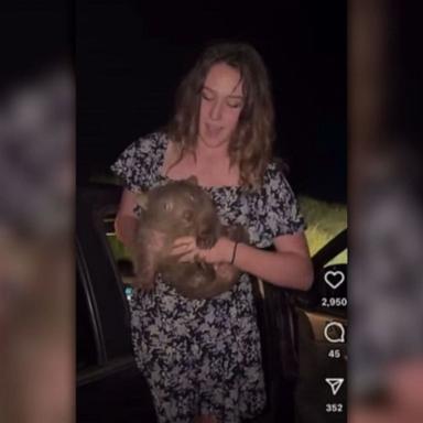 PHOTO: Sam Jones, a hunting influencer, shared a now-deleted video on Instagram of her holding a baby wombat and taking it away from its mother in Australia.