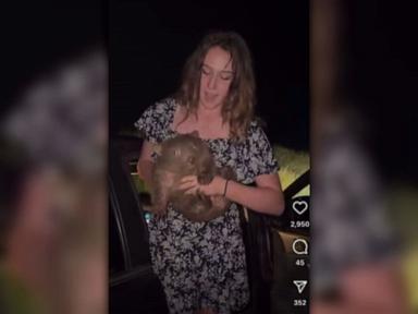 Influencer under fire for taking baby wombat from its mother