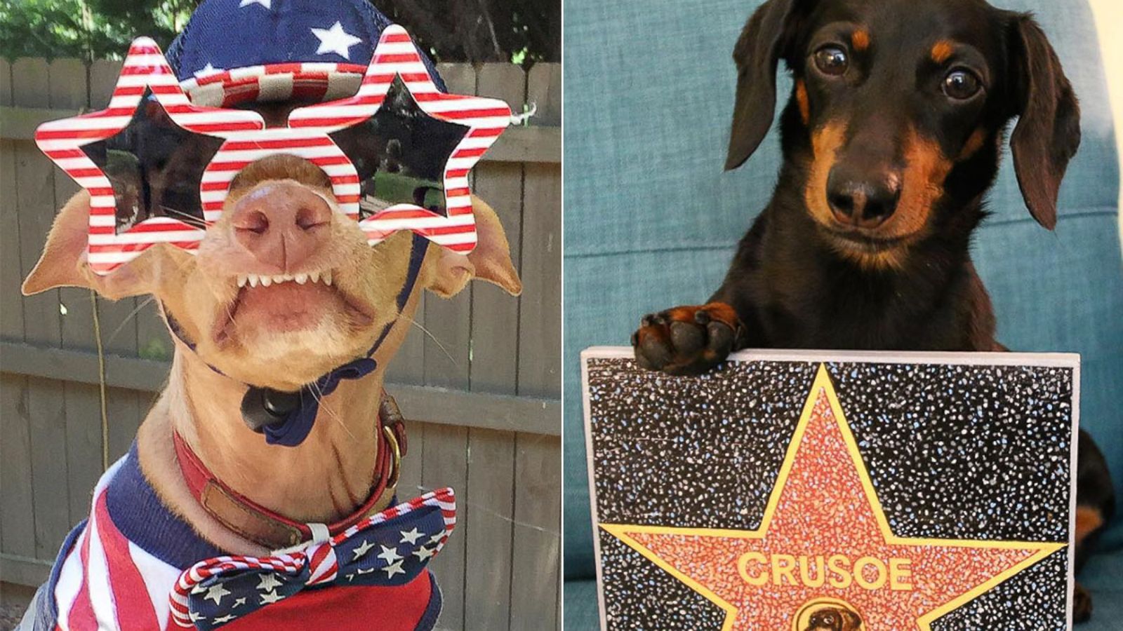 PHOTO: Celeb dogs Tuna and Crusoe.