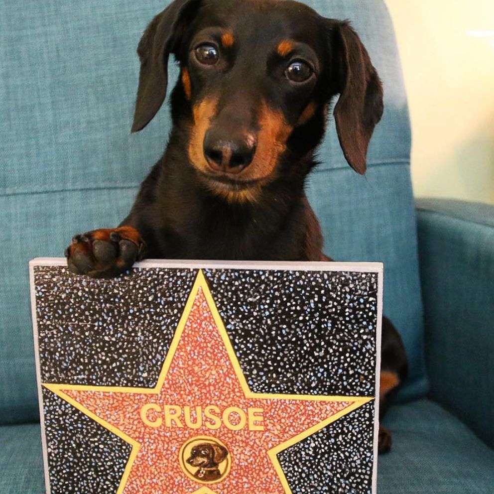 VIDEO: Meet 3 Insta famous pups who have PAW-some plans for National Dog Day