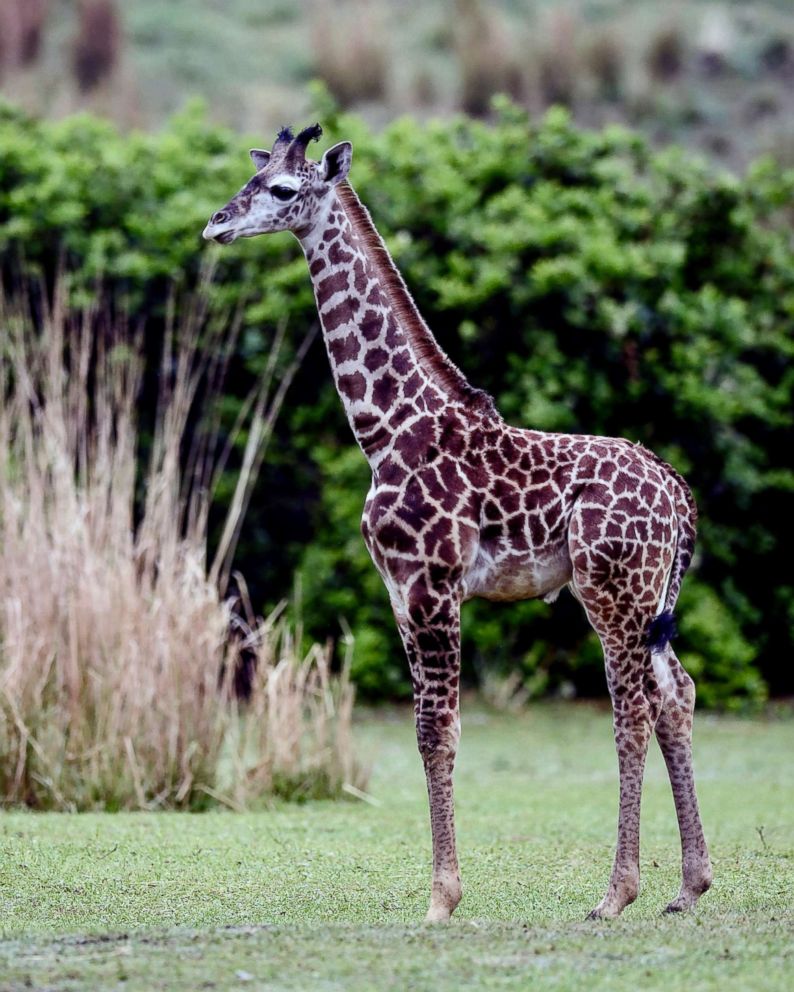 PHOTO: A 2-month-old male Masai giraffe named Jabari has officially joined the giraffe herd.
