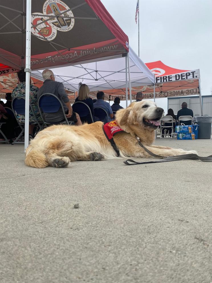 PHOTO: Jack, an 11-year-old Golden Retriever therapy dog, who helps the Pasadena Fire Department. 