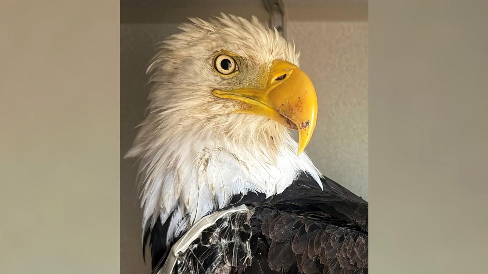 PHOTO: A necropsy report has been released for the bald eagle from Big Bear Valley known as Jackie.