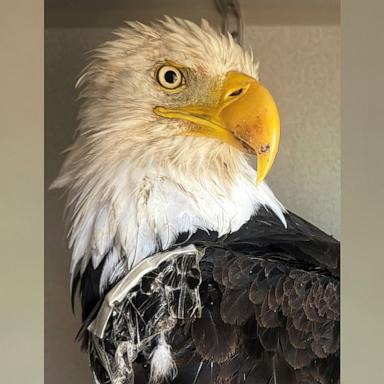 PHOTO: A necropsy report has been released for the bald eagle from Big Bear Valley known as Jackie.