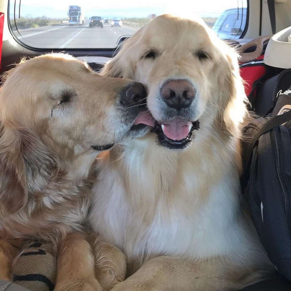 PHOTO: Jake licks Addie during a car ride. His owners say he relies on her a lot during trips to new places.