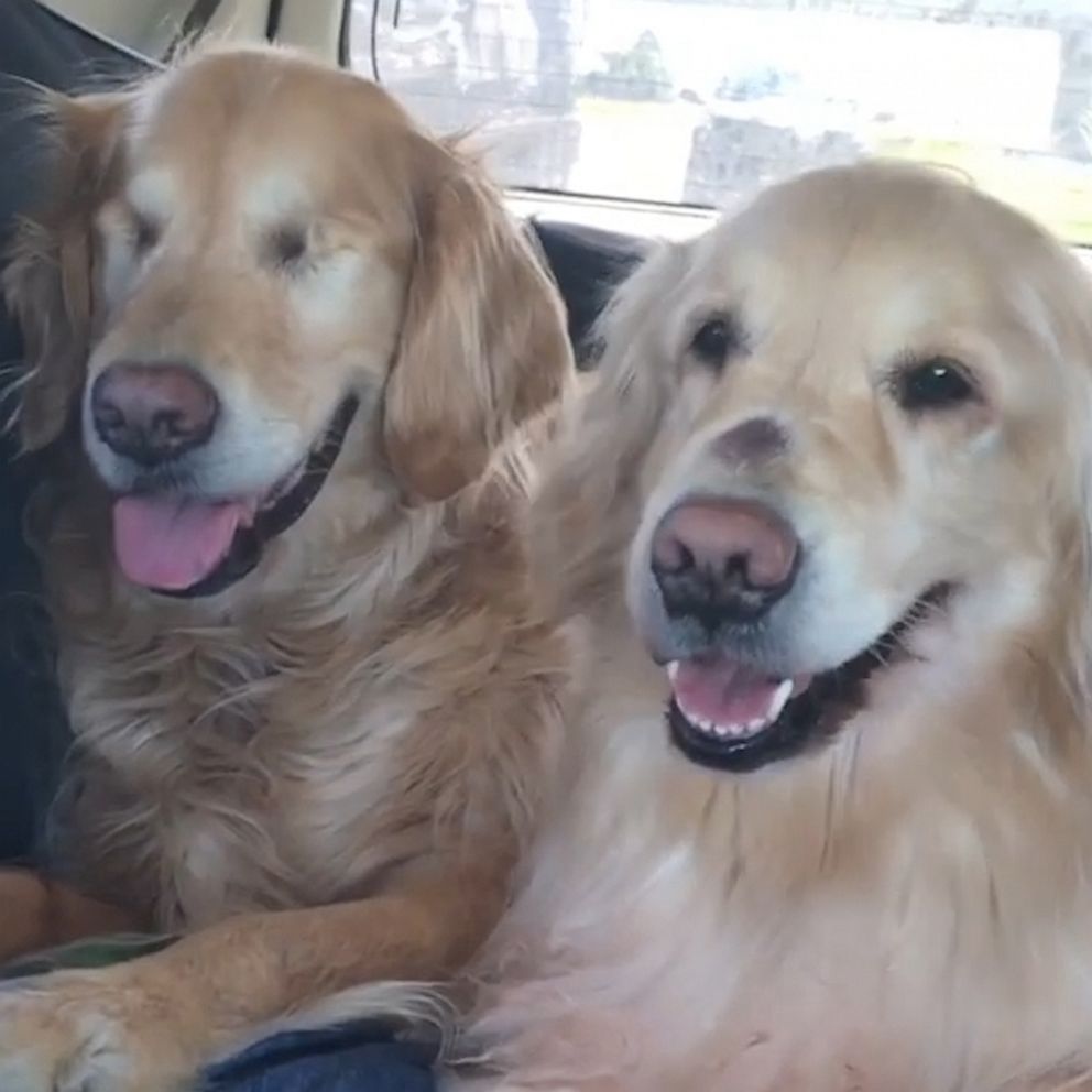 VIDEO: This blind dog has his very own guide dog