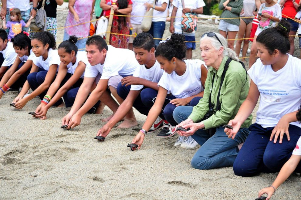 PHOTO: Jane Goodall and Roots & Shoots members in Santa Marta, Columbia, release baby sea turtles. 