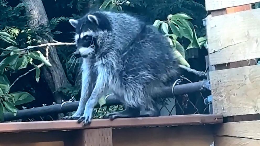 PHOTO: "Jimothy," a Seattle-based raccoon, has taken the internet by storm.