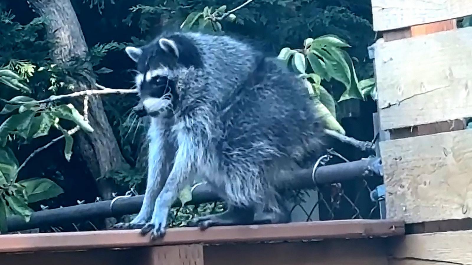 PHOTO: "Jimothy," a Seattle-based raccoon, has taken the internet by storm.