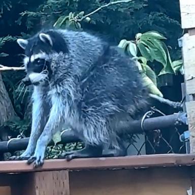 PHOTO: "Jimothy," a Seattle-based raccoon, has taken the internet by storm.