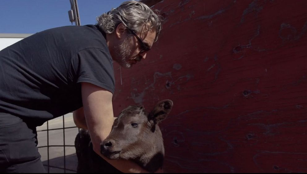 PHOTO: Joaquin Phoenix visited Manning Beef, a slaughterhouse outside of Los Angeles, where he helped get a cow named Liberty and her calf Indigo taken to a sanctuary.