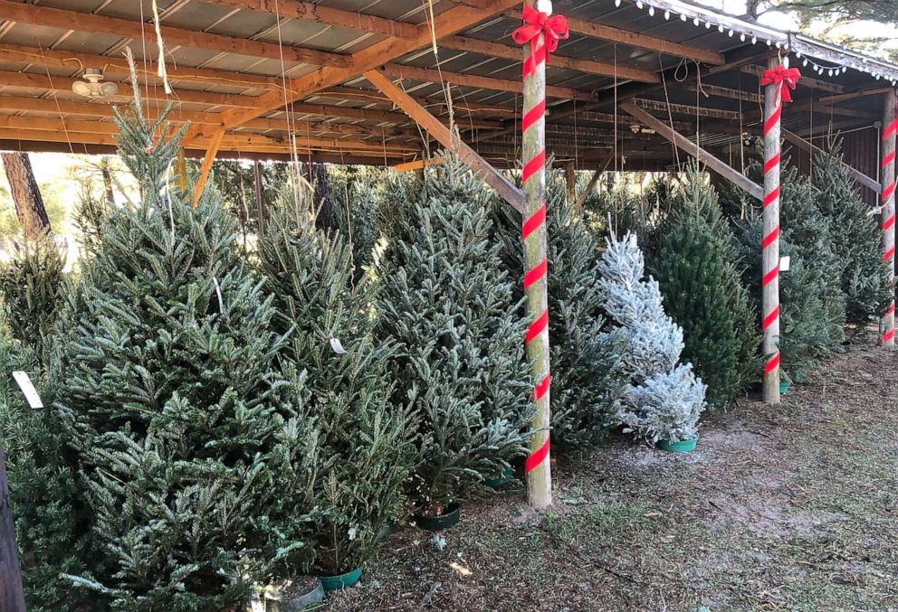PHOTO: Kadee Farm in Greenville, Texas, will be selling more Christmas trees from other states this year since a drought led 1,000 Virginia pine trees to die on the farm this year.