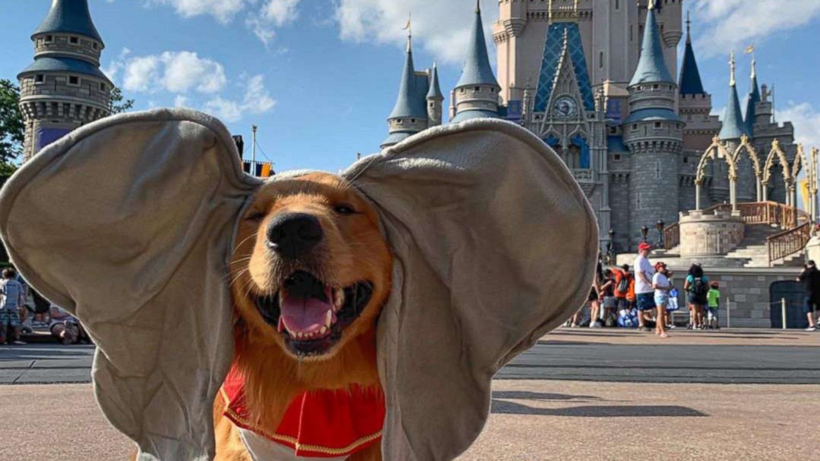 PHOTO: This 2-year-old service dog just took a trip to Disney World.