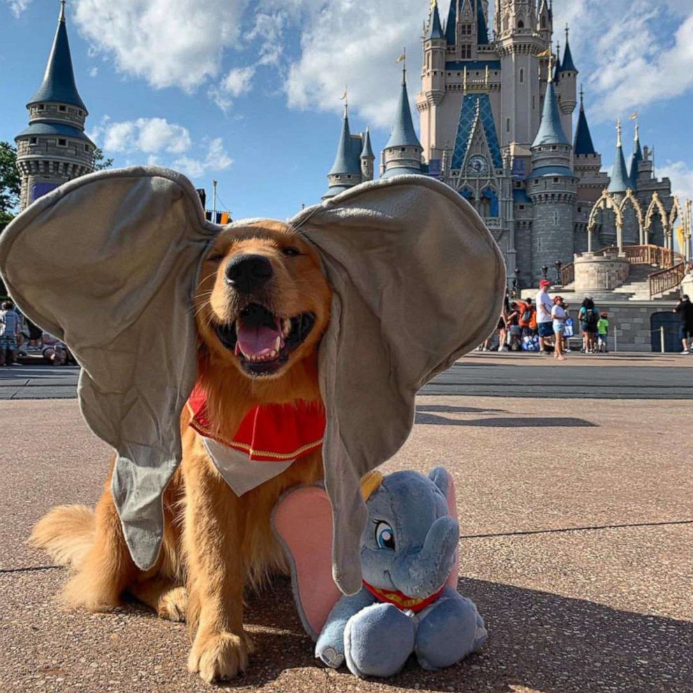 VIDEO: This service dog just took the cutest trip to Disney World