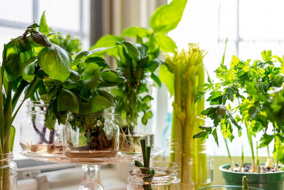 PHOTO: Stock photo of various herbs growing in a kitchen window.