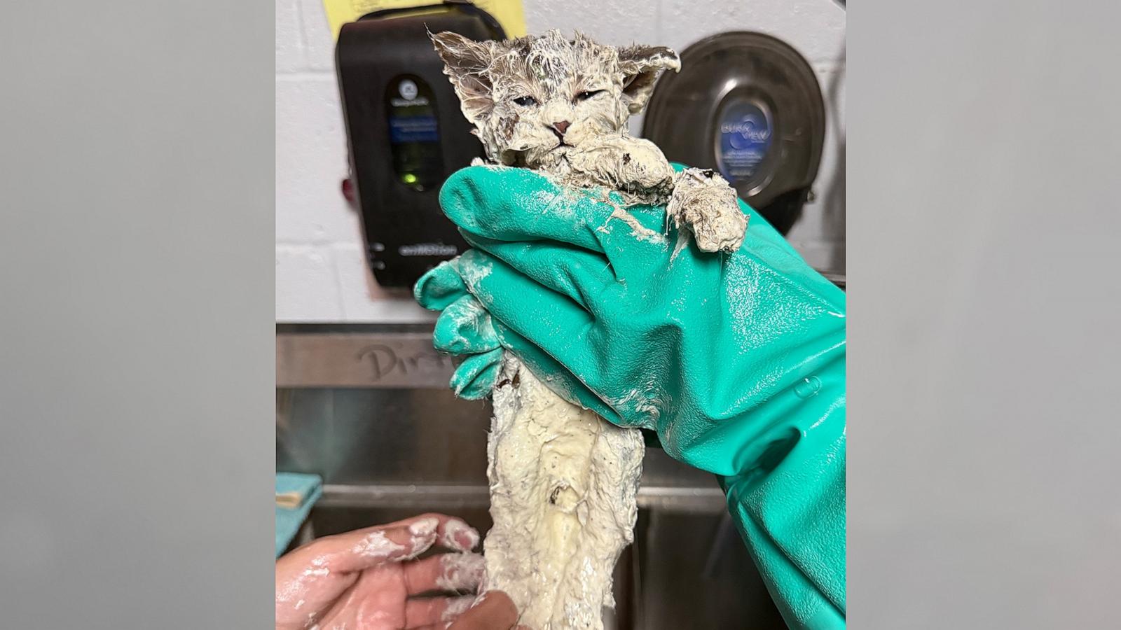 PHOTO: Elmer the kitten was found in a vat of glue and taken to the Humane Society of North Texas for care.