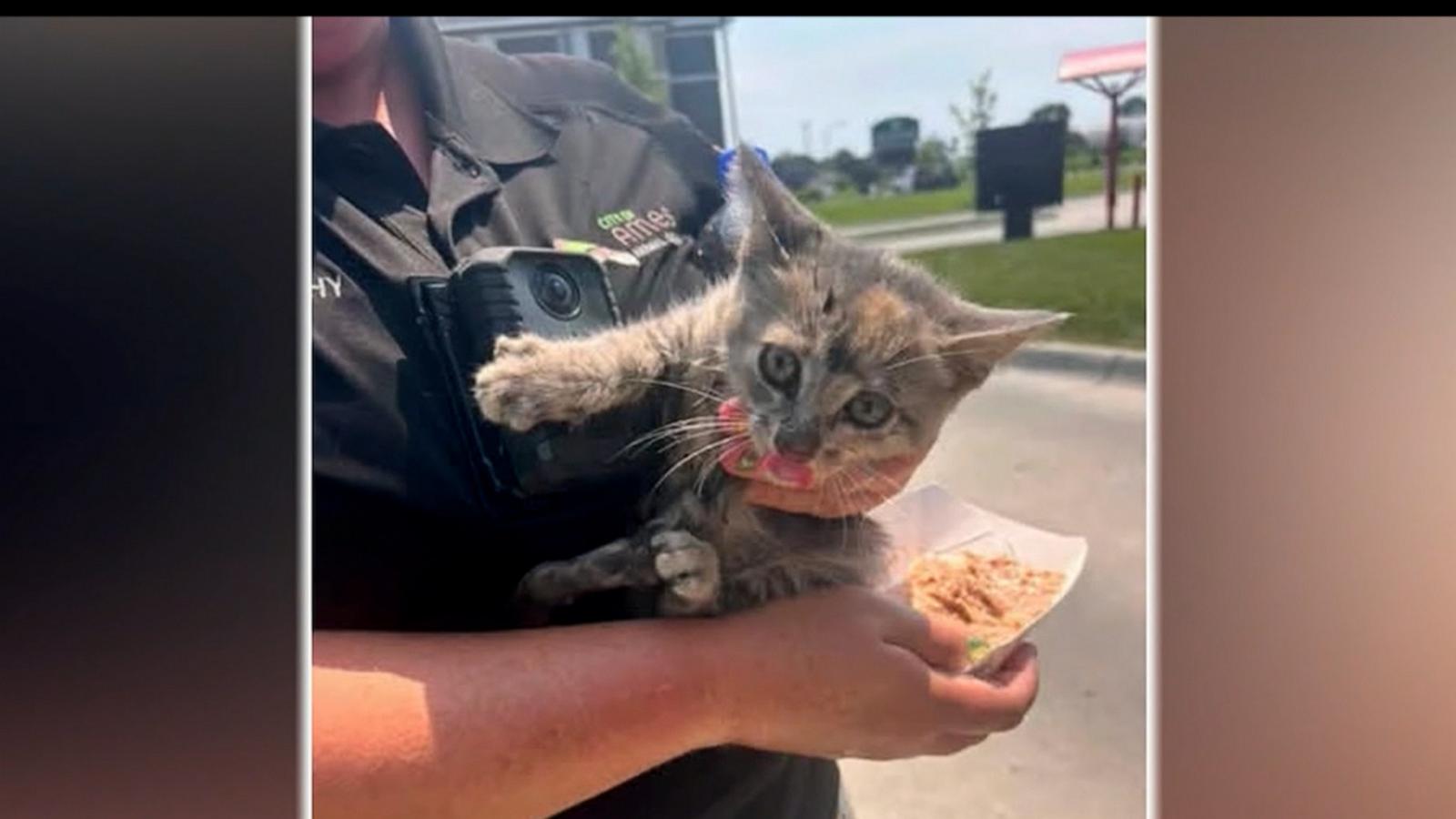 WATCH:  Kitten adopted after being rescued from car grille