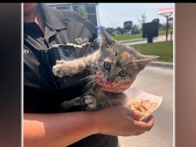 WATCH:  Kitten adopted after being rescued from car grille