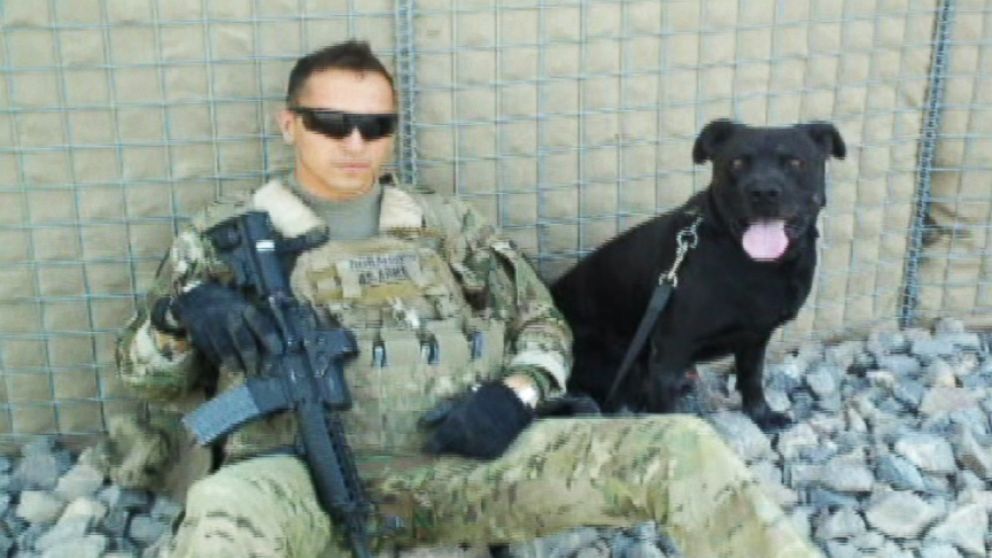 Pitbull 2024 military dog