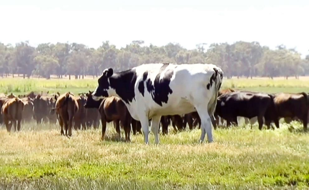 PHOTO: In this image made from video taken Nov. 15, 2018, Knickers the steer, center back, is pictured with a herd of cows in Lake Preston, Australia.