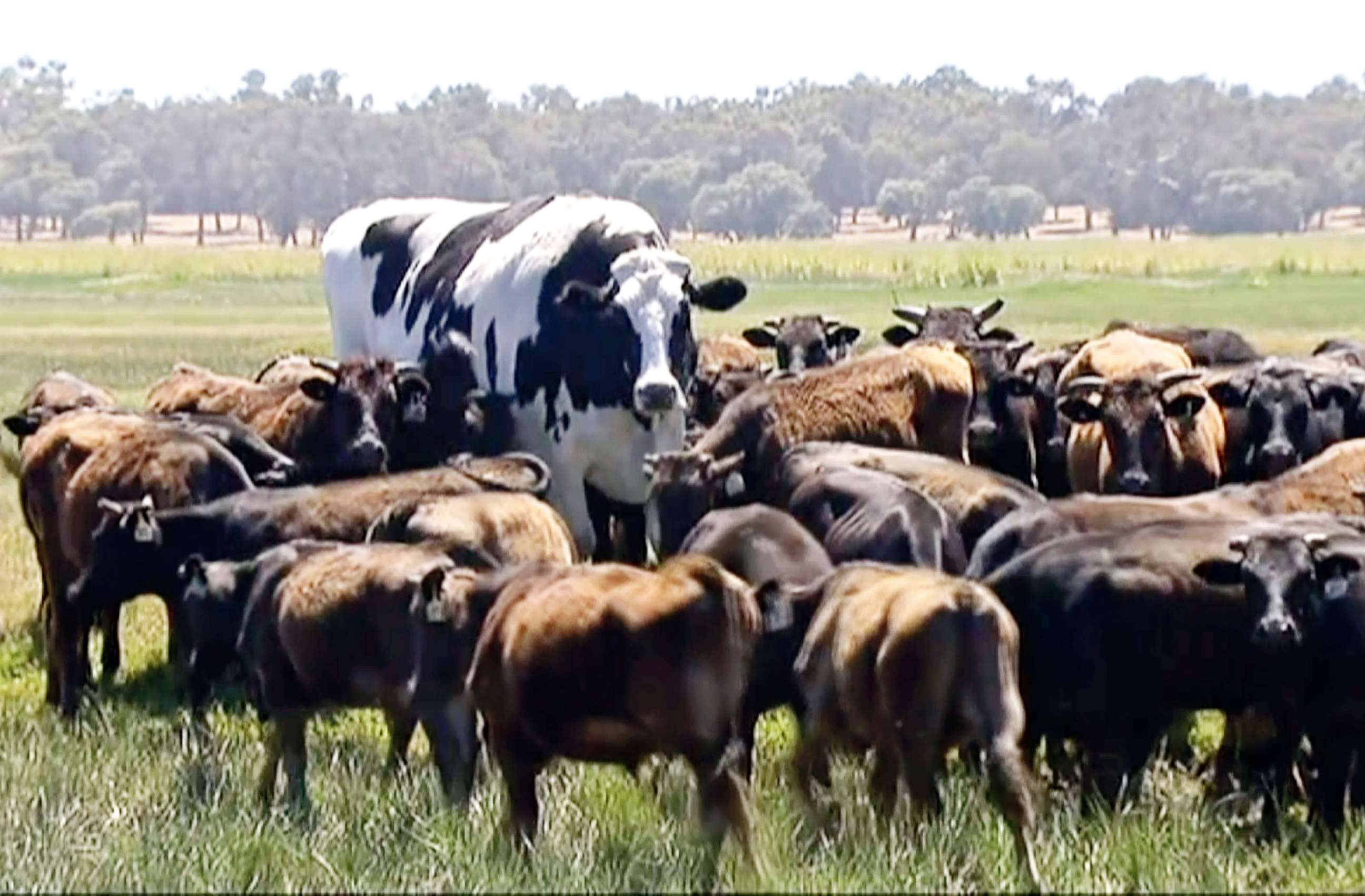 PHOTO: In this image made from video taken Nov. 15, 2018, Knickers the steer, center back, is pictured with a herd of cows in Lake Preston, Australia.