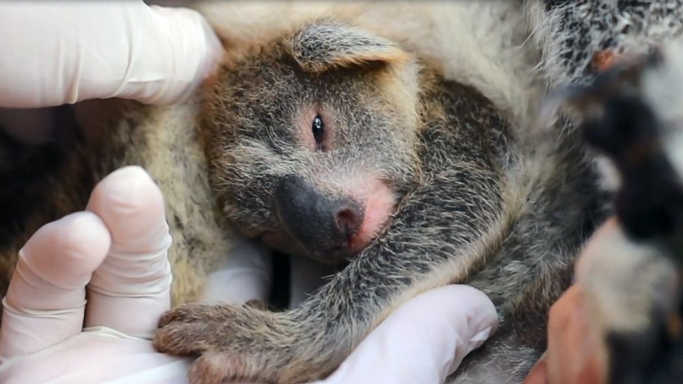 The Australian Reptile Park greeted Ash, the first koala joey born after the catastrophic bushfires that devastated the country at the end of 2019 and into early 2020.