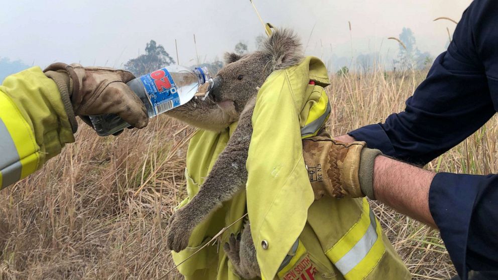 PHOTO:Fire and Rescue NSW team give water to a koala as they rescued from a fire in Jacky Bulbin Flat, New South Wales, Australia on Nov. 21, 2019.