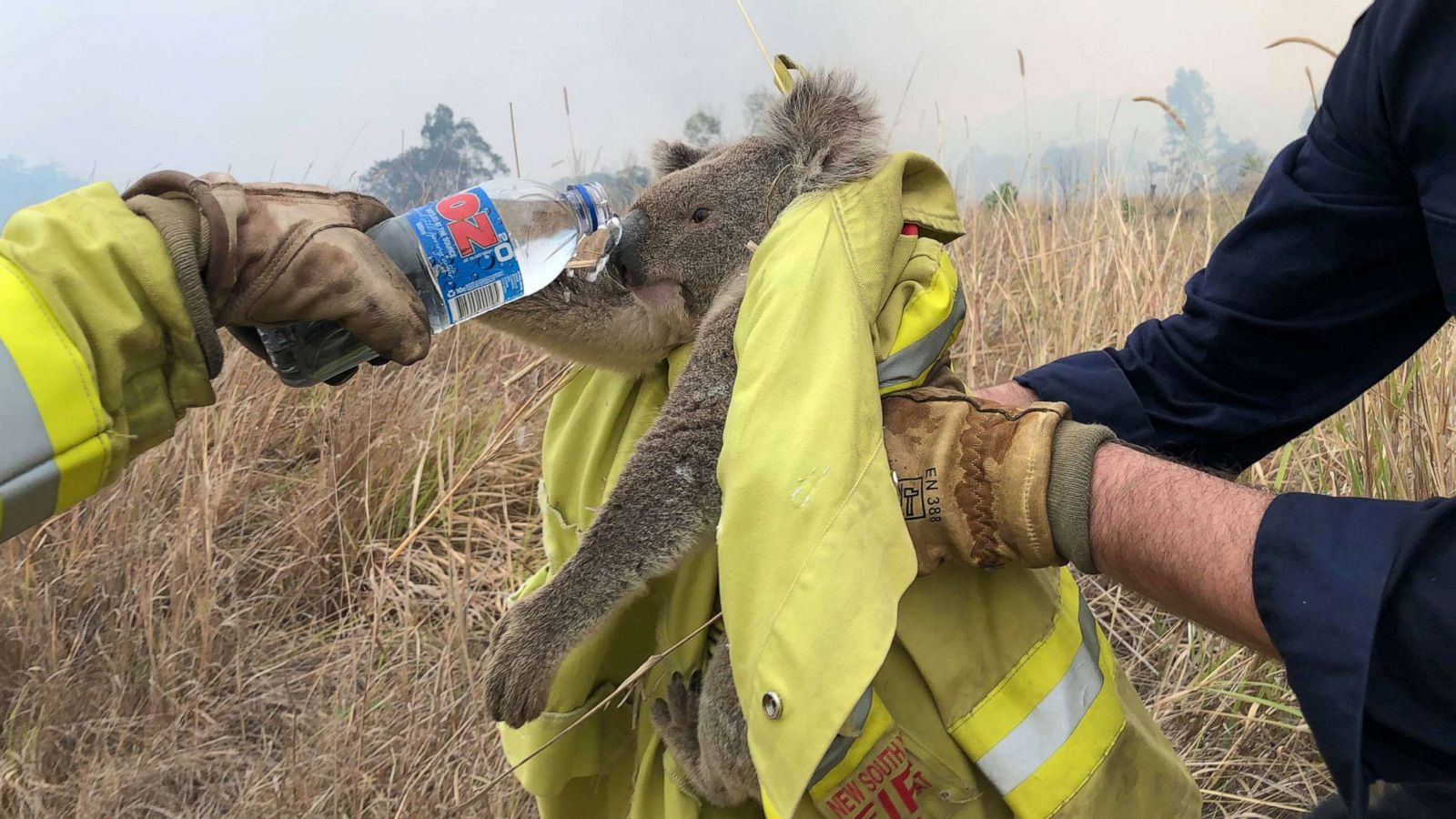 PHOTO:Fire and Rescue NSW team give water to a koala as they rescued from a fire in Jacky Bulbin Flat, New South Wales, Australia on Nov. 21, 2019.