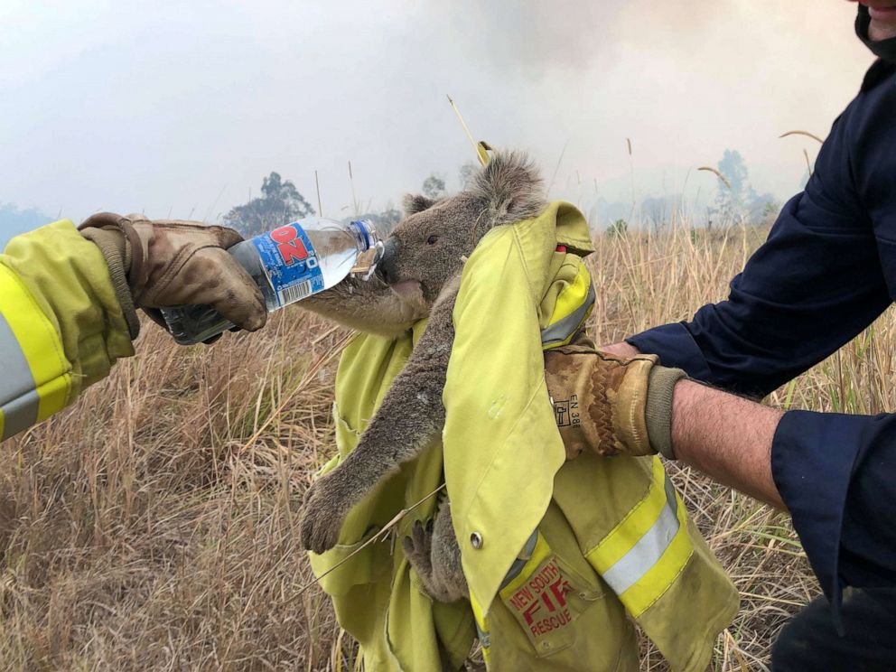 PHOTO:Fire and Rescue NSW team give water to a koala as they rescued from a fire in Jacky Bulbin Flat, New South Wales, Australia on Nov. 21, 2019.