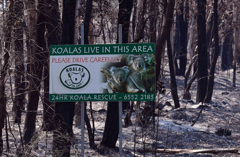 PHOTO: A sign, indicating koalas live in the area, stands in a burnt out forest near the town of Taree,  Sydney, on Nov.14, 2019.