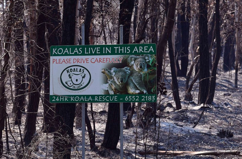 PHOTO: A sign, indicating koalas live in the area, stands in a burnt out forest near the town of Taree, Sydney, on Nov.14, 2019.