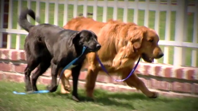 VIDEO: Tanner suffered from seizures until Blair entered his life.