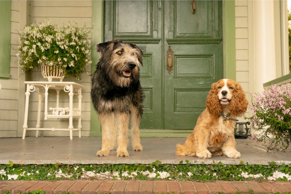 Disney Unveils New Official Trailer For Live Action Lady And The Tramp Good Morning America