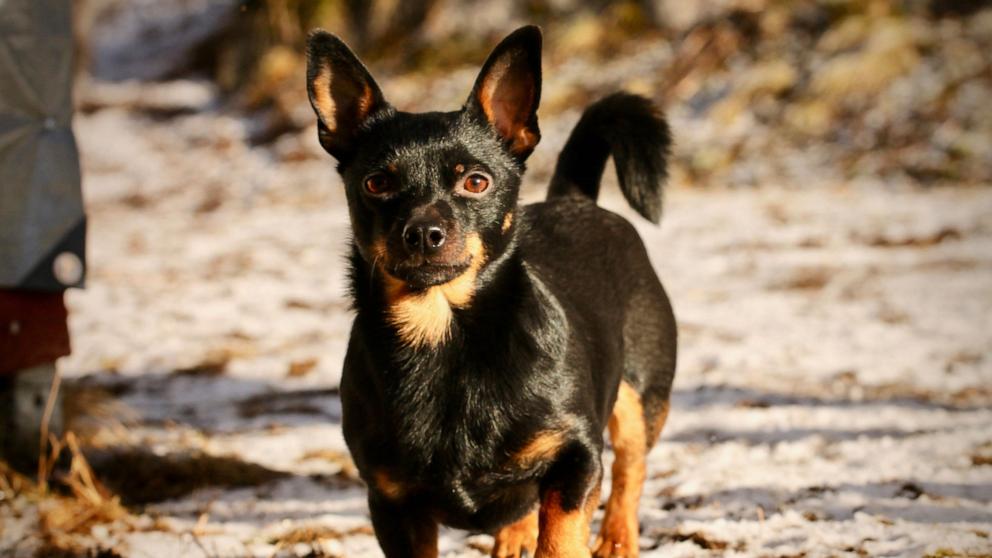 American Kennel Club introduces new dog breed Meet the Lancashire heeler Good Morning America
