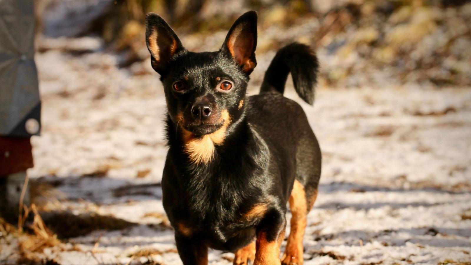 PHOTO: In this undated stock photo, a Lancashire heeler is seen walking in the snow.