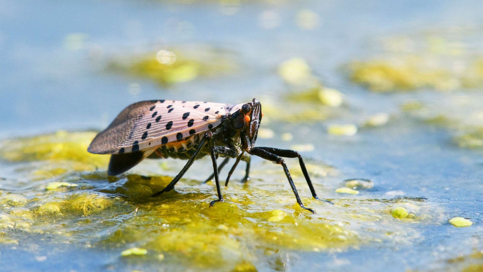 Wildlife officials urge people to kill spotted lanternflies as insect  spreads across US - Good Morning America