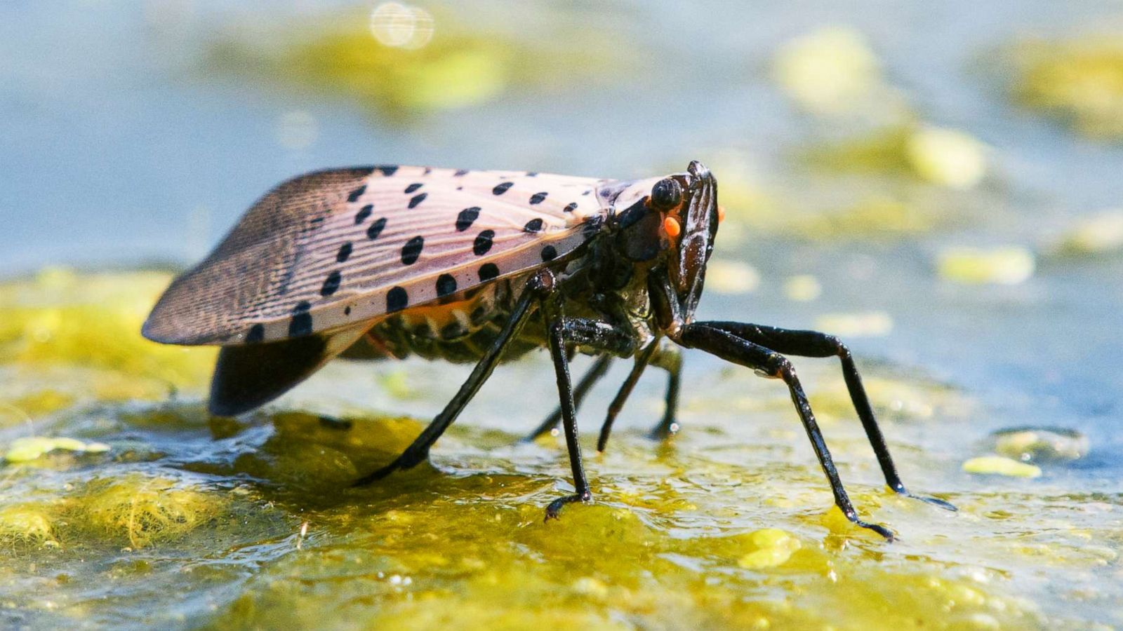 PHOTO: A lanternfly is seen in Chester County, Penn. in this undated stock photo.