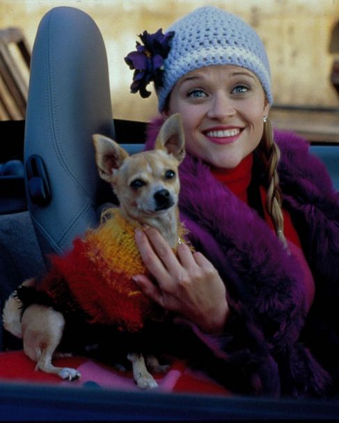 Legally Blonde' cast reunion 