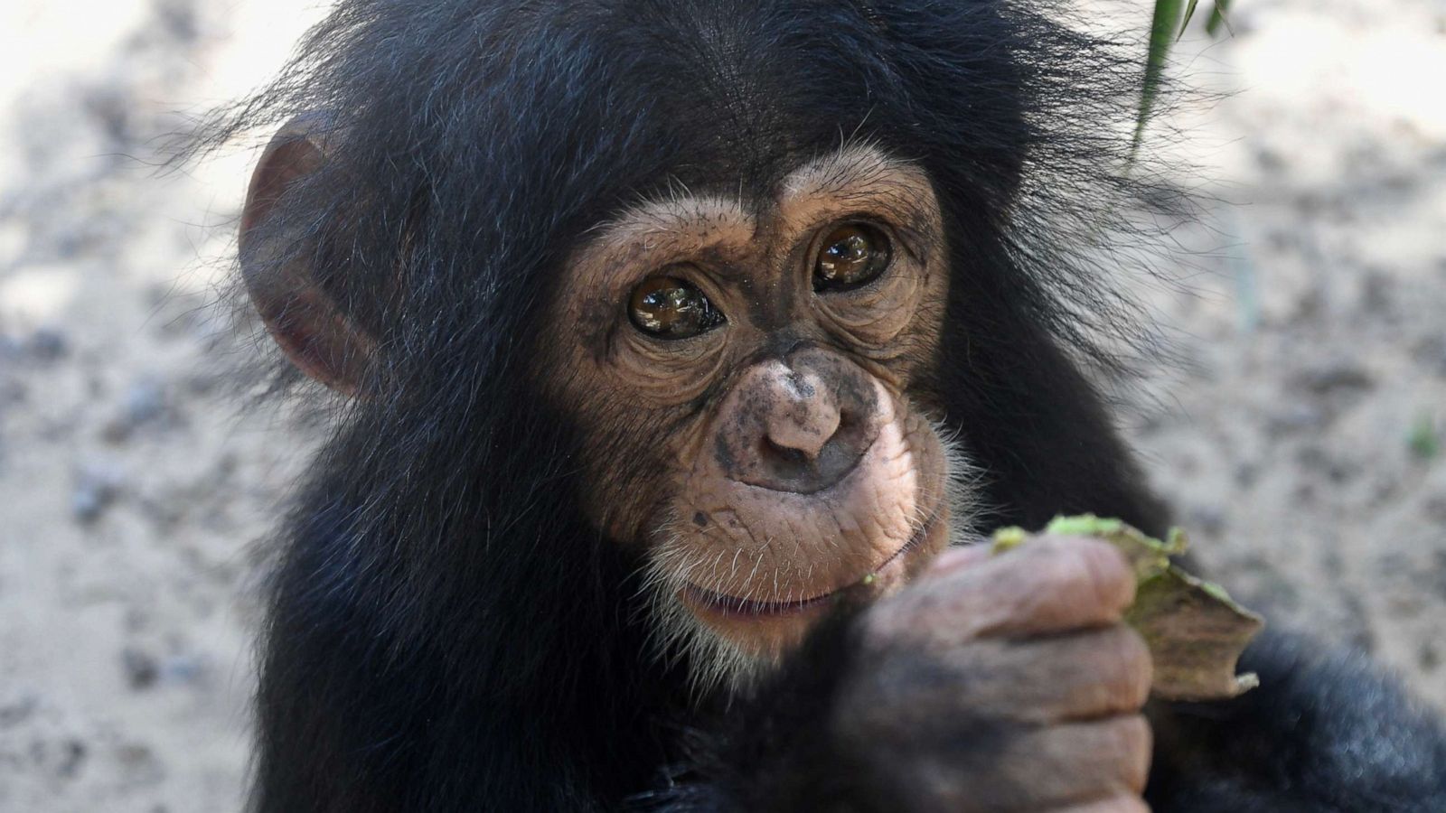 PHOTO: Leo eats palm nuts at Liberia Chimpanzee Rescue & Protection in West Africa.