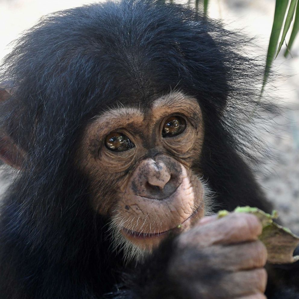 VIDEO: These baby chimps can't stop hugging their newest friend 