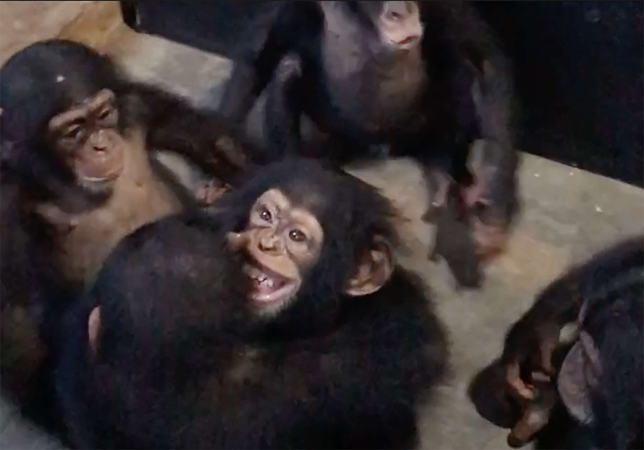 PHOTO: Leo got a warm welcome from other chimps at the Liberia Chimpanzee Rescue & Protection in West Africa.